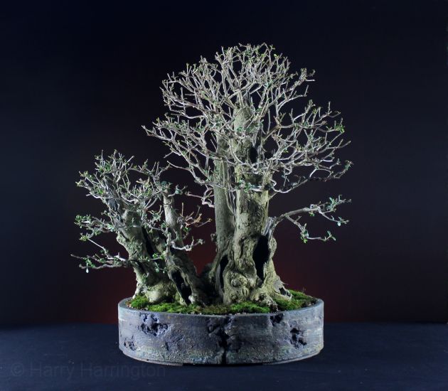 Privet bonsai clump